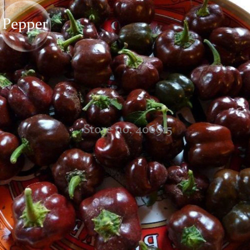 Heirloom Mini Chocolate Sweet Bell Pepper, 20 seeds, organic tasty vegetables E3862
