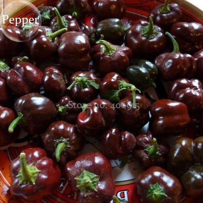 Heirloom Mini Chocolate Sweet Bell Pepper, 20 seeds, organic tasty vegetables E3862