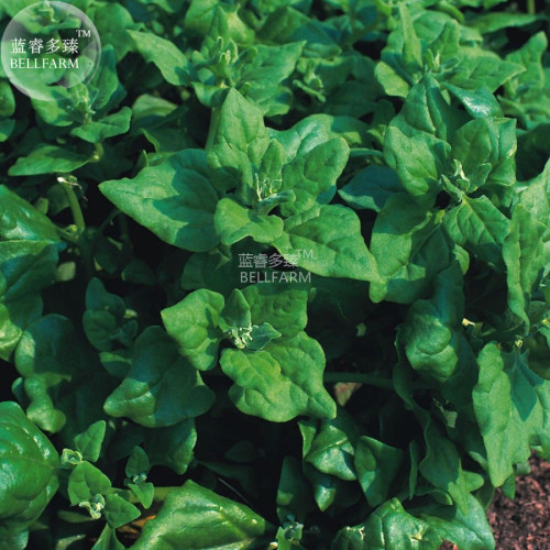 BELLFARM Spinach Heritage New Zealand Seeds, 50 seeds, organic home garden vegetables