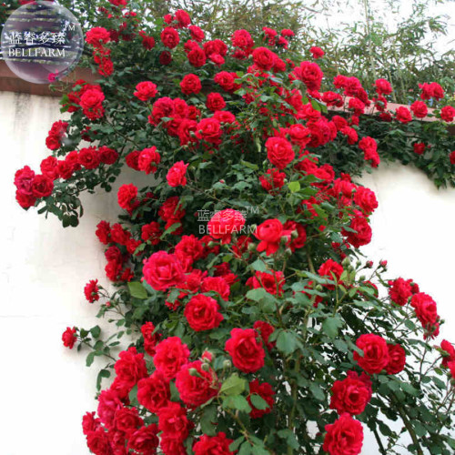 BELLFARM Rose Dark Red Climbing Flower Seeds, 50 Seeds, dense garden plant flowers flower diameter 15cm BD123H