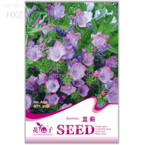 Beautiful Blue Thistle Flower Seeds, 50 seeds, balcony patio potted indoor seasons easy to plant flower seeds A132