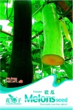 New Varietal China Pumpkin Seeds with Large Plant Conglutinin Herb Vegetables 'Cutting Pumpkin', Original Pack, 8 Seeds / Pack
