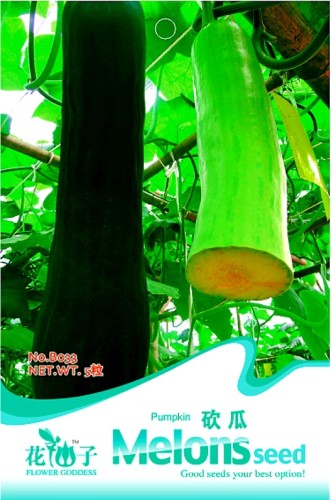 New Varietal China Pumpkin Seeds with Large Plant Conglutinin Herb Vegetables 'Cutting Pumpkin', Original Pack, 8 Seeds / Pack