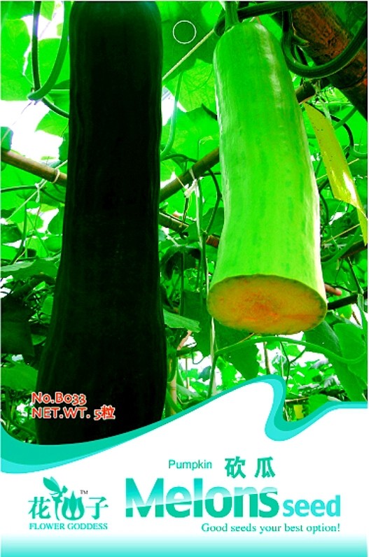 New Varietal China Pumpkin Seeds with Large Plant Conglutinin Herb Vegetables 'Cutting Pumpkin', Original Pack, 8 Seeds / Pack