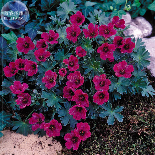 BELLFARM Geranium Macrorrhizum Dark Red Flower Seeds, Professional Pack, 10 Seeds, perennial bonsai plants E4217