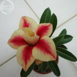 'Peach Crispy Noodles' Adenium Desert Rose, 2 Seeds, big blooms dark red golden double petals E4018