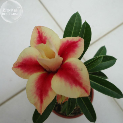 'Peach Crispy Noodles' Adenium Desert Rose, 2 Seeds, big blooms dark red golden double petals E4018