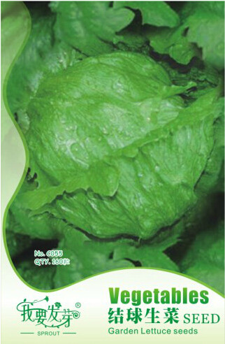 10 Original Packs, 160 seeds / pack, ICEBERG LETTUCE Lactuca Vegetable Seeds