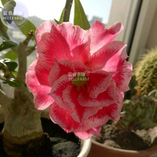 BELLFARM Adenium Rose Red Light Pink Flower Seeds, 2 Seeds, 5-layer big blooms bonsai garden desert rose E4285