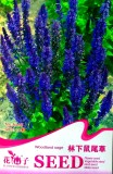 Blue Woodland Sage Perennial Flower Seeds, Original Pack, 30 Seeds / Pack, Salvia Officinalis A268