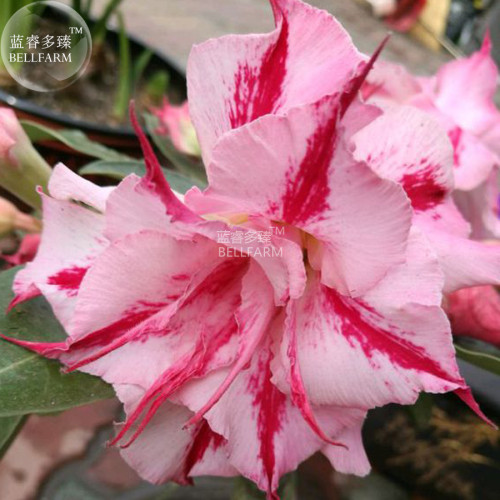 BELLFARM Adenium Pink Petals Dark Red Stripe Long Beard Flower Seeds desert rose home garden 2 seeds