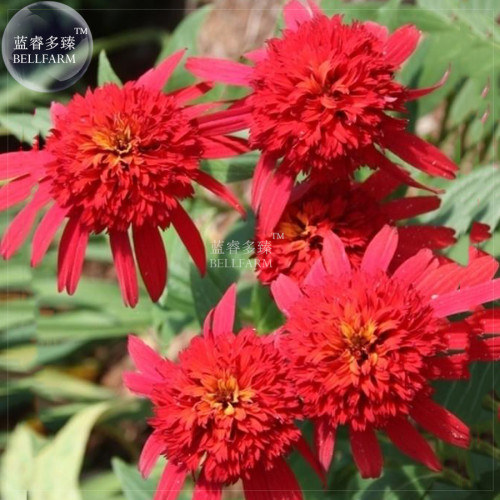 BELLFARM 'Hot papaya' Echinacea Fire Red Bonsai Coneflower, 200 pcs 'seeds' long trailing petals great for garden planting