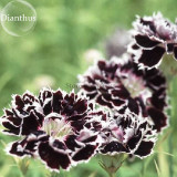 Black White Dianthus Chinensis Chianti Double Flowers, 50 seeds, heirloom light fragrant flowers E3764
