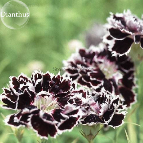 Black White Dianthus Chinensis Chianti Double Flowers, 50 seeds, heirloom light fragrant flowers E3764