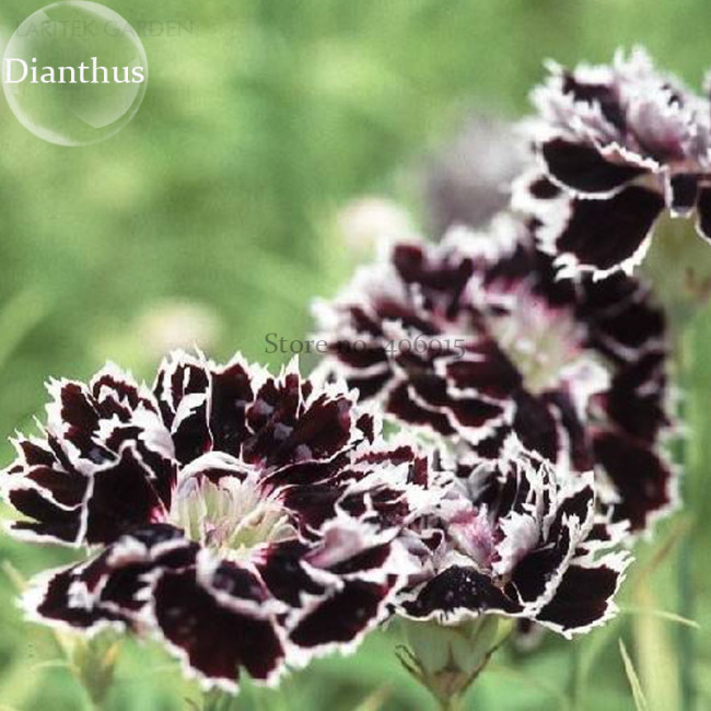 Black White Dianthus Chinensis Chianti Double Flowers, 50 seeds, heirloom light fragrant flowers E3764