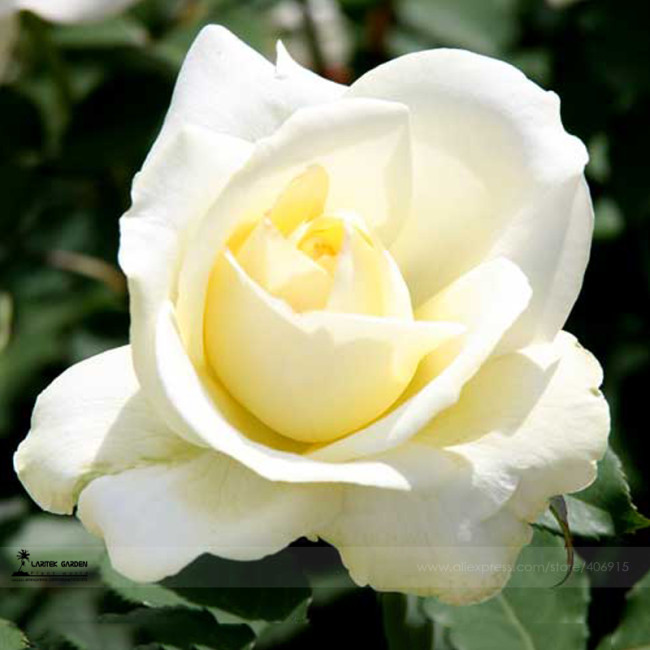 1 Professional Pack, 50 seeds / pack, New White Rose Shrub Flower Seeds #A00209
