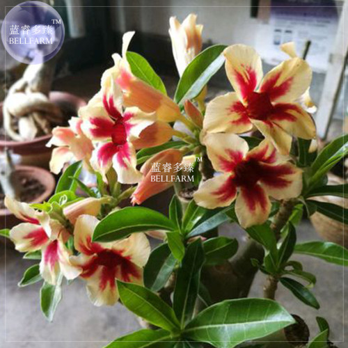 BELLFARM Adenium Light Yellow-to Dark Red Single Petals Bonsai Flower, 2seeds/pack, compact middle flowers desert rose