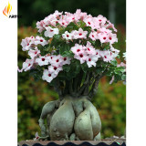 Heirloom Pink Desert Rose Adenium with Yellow Eye, 2 Seeds, Rare Bonsai Flowers E3534