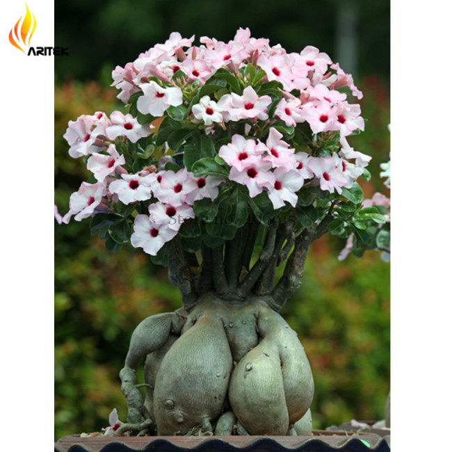 Heirloom Pink Desert Rose Adenium with Yellow Eye, 2 Seeds, Rare Bonsai Flowers E3534