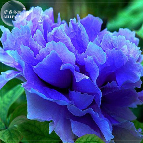Paeonia Suffruticosa Seeds, Professional Pack, 5 seeds, bonsai Chinese Blue Hybrid Peony E4051