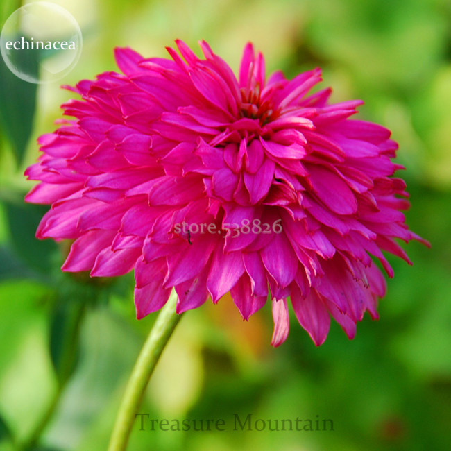 Rare 'Pink Poodle' Echinacea Purpurea, 100 Seeds, big blooms double coneflowers TS260T