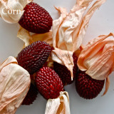 Heirloom Red Popping Corn, 8 seeds, strawberry corn E3932