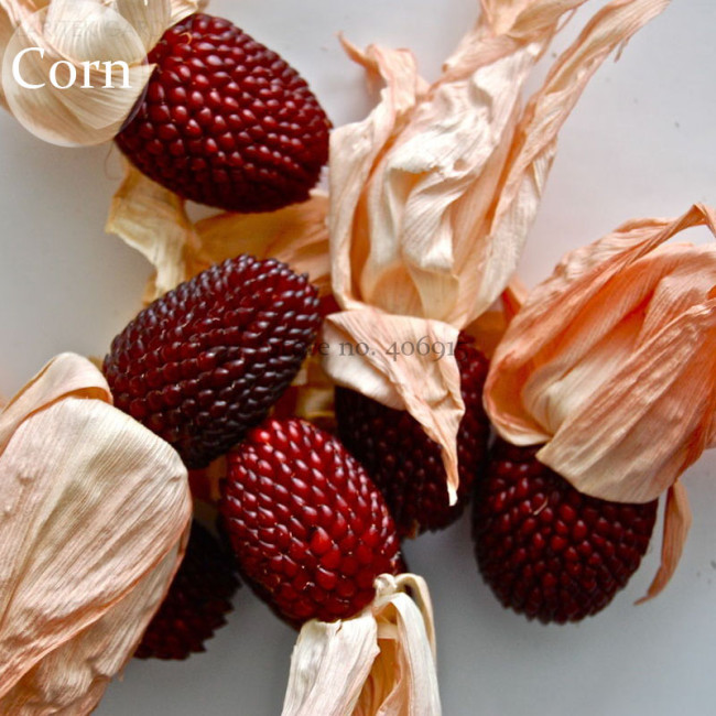 Heirloom Red Popping Corn, 8 seeds, strawberry corn E3932