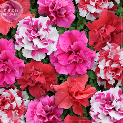 Bonanza Double Plicated Petunia Mixed Seeds, Professional Pack, 200 seeds, very beautiful kings quality seeds E4048