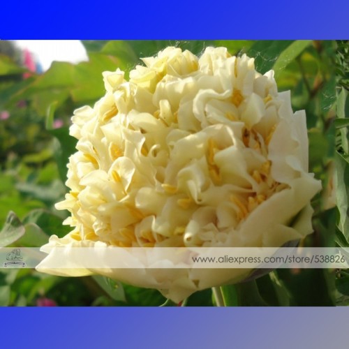 1 Professional Pack, 5 Seeds / Pack, Yellow Chinese Tree Peony Seeds ''China Peony Yao's Yellow - Yao Huang'' #NF316