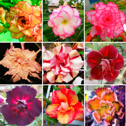 BELLFARM Adenium Mixed 9 Types Double Petals Colorful Bonsai Desert Rose Seeds, 10pcs heirloom Garden Ornamental Bonsai Flowers