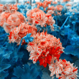BELLFARM Geranium 'Spider' Light Orange Red Stripes Big Blooms Bonsai Flowers Seeds, 10pcs heirloom garden ornamenatal flowers