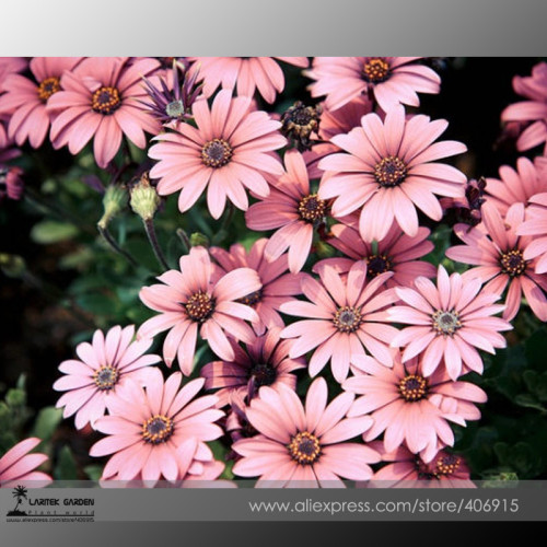 Hybrid New Light Rose Pink Bellis perennis Daisy Flower Seeds 50+