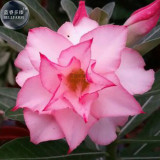 BELLFARM Light Pink Adenium Perennial Garden Bonsai Seeds, 2 seeds, 6-layer big bloomsn big blooms home gardem plants