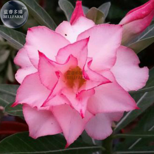 BELLFARM Light Pink Adenium Perennial Garden Bonsai Seeds, 2 seeds, 6-layer big bloomsn big blooms home gardem plants