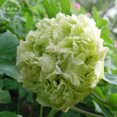 BELLFARM Light Green Peony Tree Flower Seeds, 5 seeds, ball type big blooms garden plants BD153H