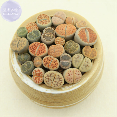 BELLFARM Imported Lithops GE KK Seeds, 10 Seeds, a lovely livingstones bonsai succulent seeds E4243