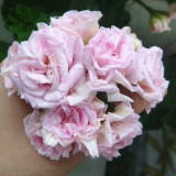 BELLFARM Geranium Fully Light Pink Corrugated Big Blooms Bonsai Flowers 'Seeds' 10pcs Heriloom Pelargonium hortorum Garden