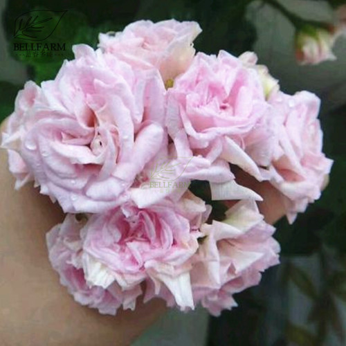 BELLFARM Geranium Fully Light Pink Corrugated Big Blooms Bonsai Flowers 'Seeds' 10pcs Heriloom Pelargonium hortorum Garden