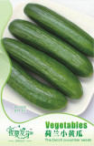 10 Original Packs, 6 seeds / pack, Cucumis Sativus Linn. Netherlands Fruit Cucumber Seeds #NF176