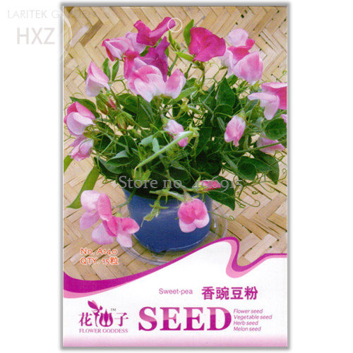 Beautiful Sweet Pea Flower Seeds, 15 seeds, potted pink sweet pea shaped like a butterfly A140