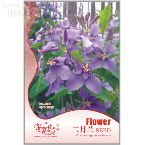 Herbs Plant February Lan Orychophragmus Violaceus Flower Seeds, Original Pack, 120 seeds, beautiful light up your garden IWSA185