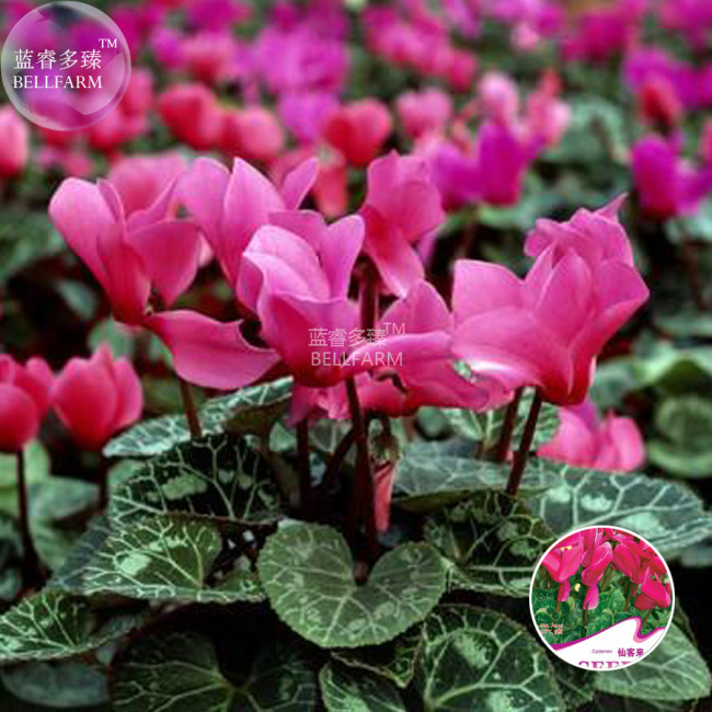 BELLFARM Florist's Cyclamen Rose Red Flowers (Cyciamen persicum) Seeds, 5 seeds, original pack, hardy winter bonsai home flowers