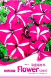 Rose Red Garden Petunia with White Stripe Annual Flower Seeds, Original Pack, 50 Seeds / Pack A045