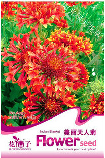 1 Original Pack, 30 seeds / pack,  Gaillardia Pulchella Sundance Seeds Beautiful Blanket Flower #A054