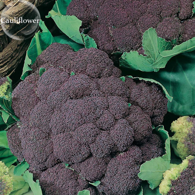 Italian Black Cauliflower Di Sicilia Violetto Vegetables, 100 seeds, organic edible vegetables E3749
