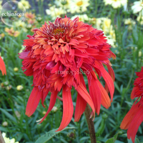 Rare 'Hot Papaya' Echinacea, 100 Seeds, fire hot double petals with orange head coneflower TS258T