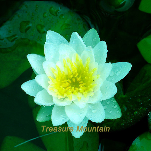 1 Professional Pack, 1 seed / pack, Nelumbo Nucifera Dark Blue Lotus Flowers New Variety #NF163