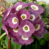Primula Auricula Taffeta, professional pack, 15 Seeds TS317T
