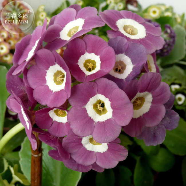 Primula Auricula Taffeta, professional pack, 15 Seeds TS317T