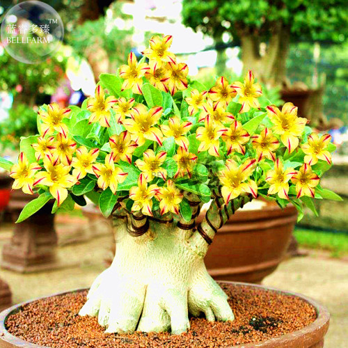 BELLFARM Yellow Adeniu mRed Stripe Desert Rose, 2 Seeds, bonsai short single petals compact flowers E3531